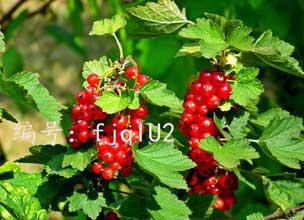 ѹ